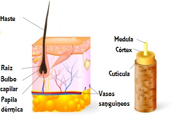 4 nomes de pelos do corpo humano