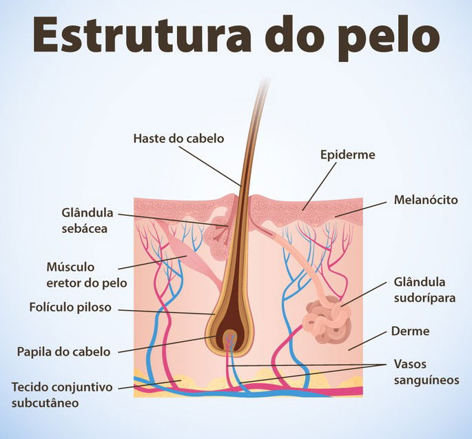 quais os tipos de pelos no corpo humano