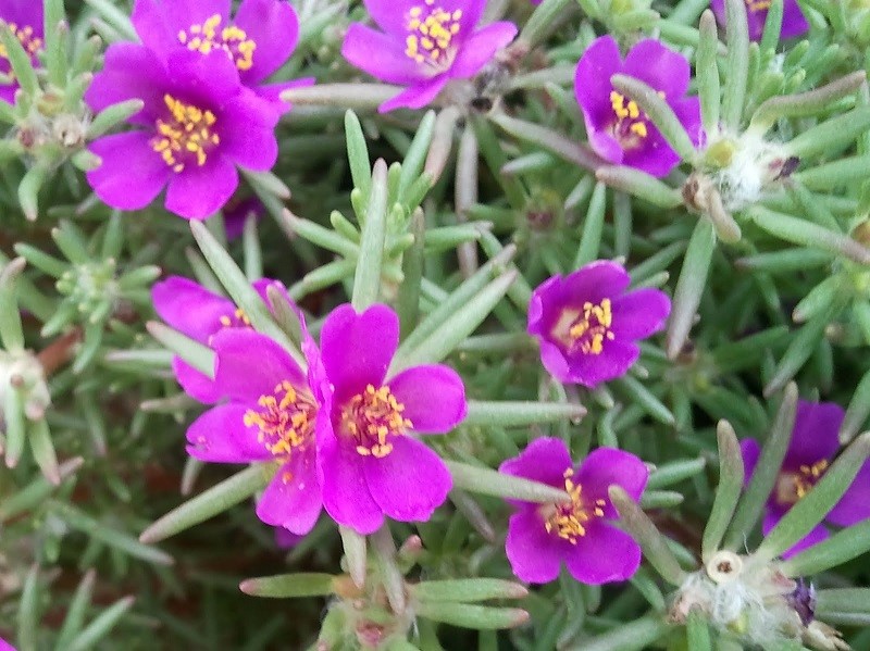 amor crescido faz o cabelo crescer