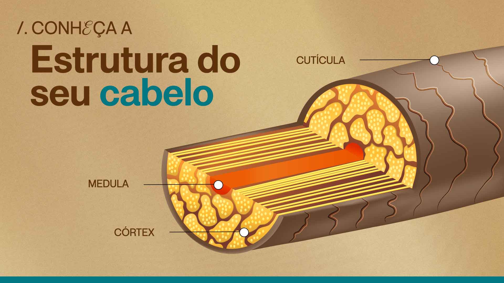 anatomia do fio de cabelo