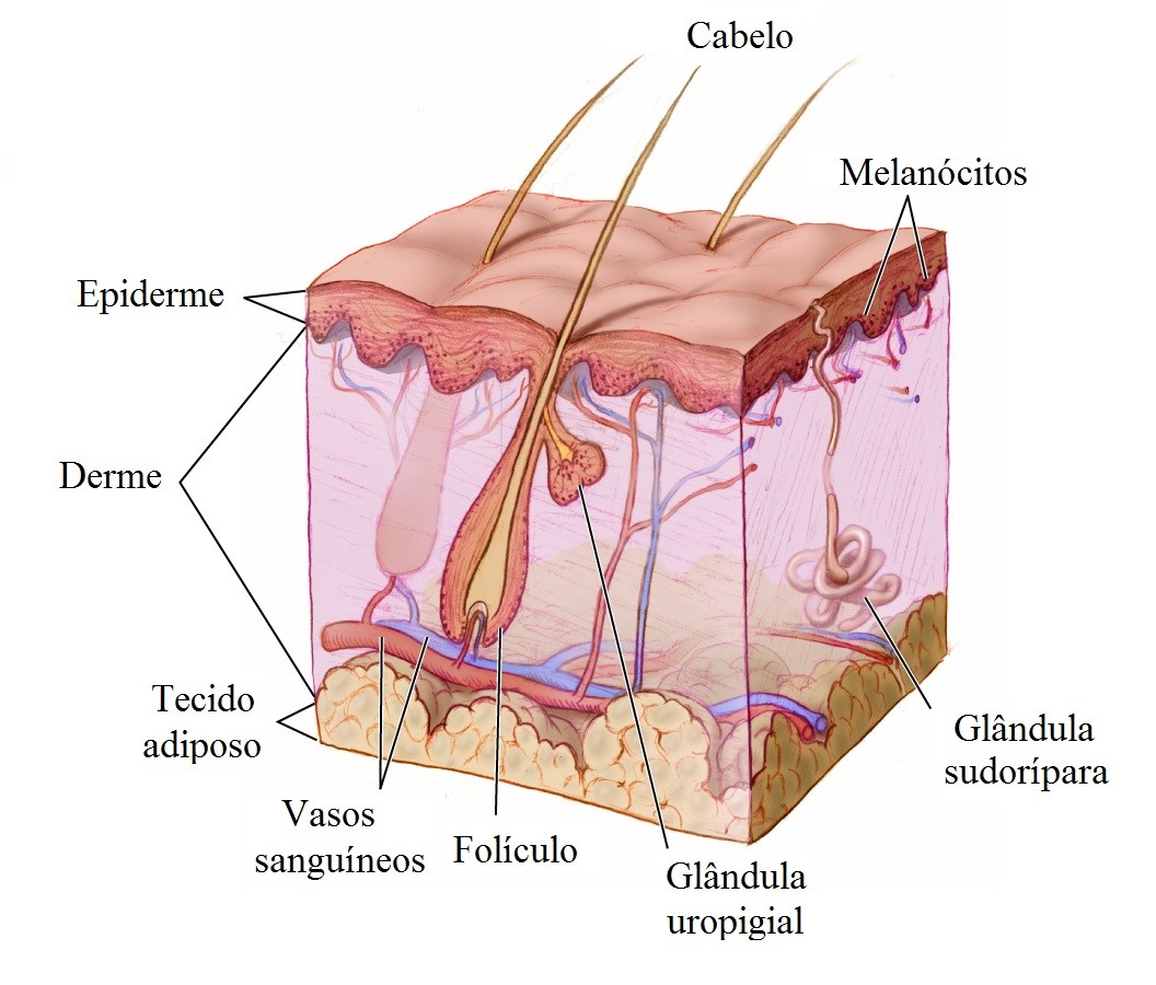 Como a Queratina Afeta a Saúde e Resistência do Seu Cabelo?