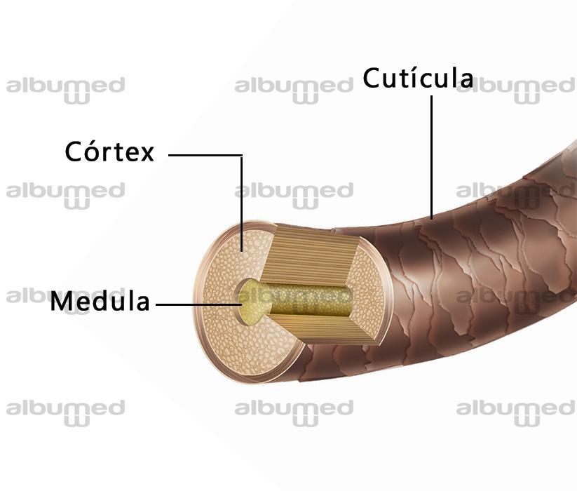 Catágena e Telógena