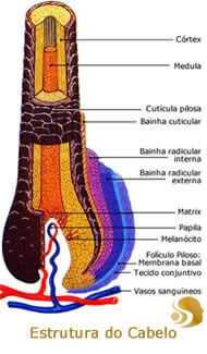 A Importância da Glândula Sebácea para um Couro Cabeludo Saudável