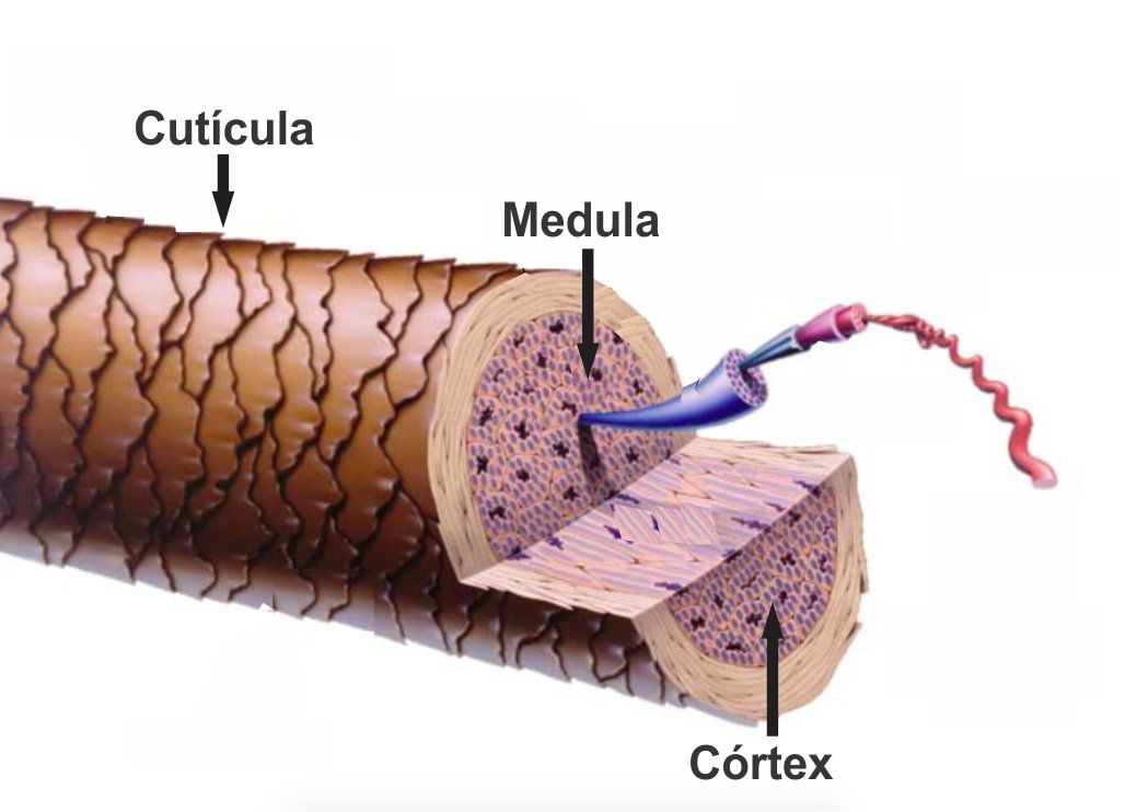 Entenda o Ciclo de Crescimento Capilar: Anágena