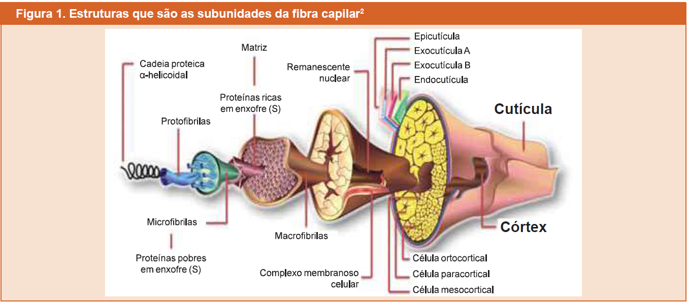 Catágena e Telógena