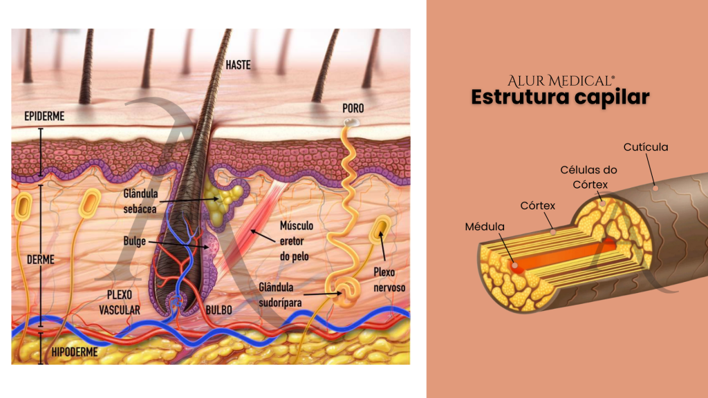 A Importância da Glândula Sebácea para um Couro Cabeludo Saudável