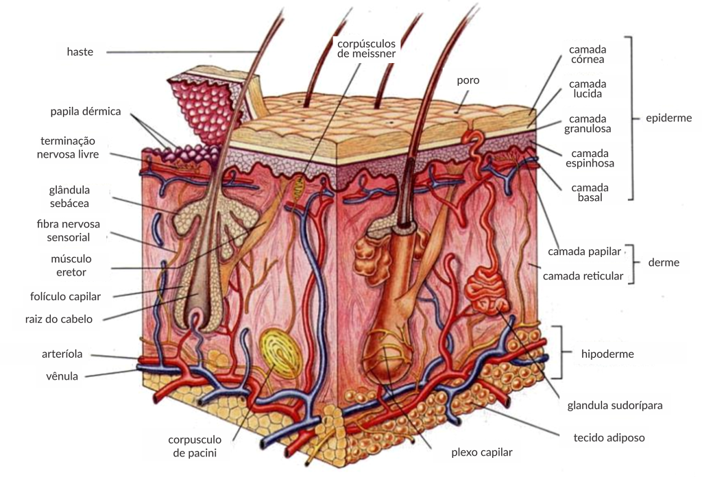 Químicas Capilares: Como Alisamentos e Colorações Agem no Córtex?