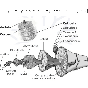 Como a Queratina Afeta a Saúde e Resistência do Seu Cabelo?