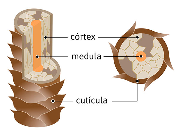 Entenda o Ciclo de Crescimento Capilar: Anágena
