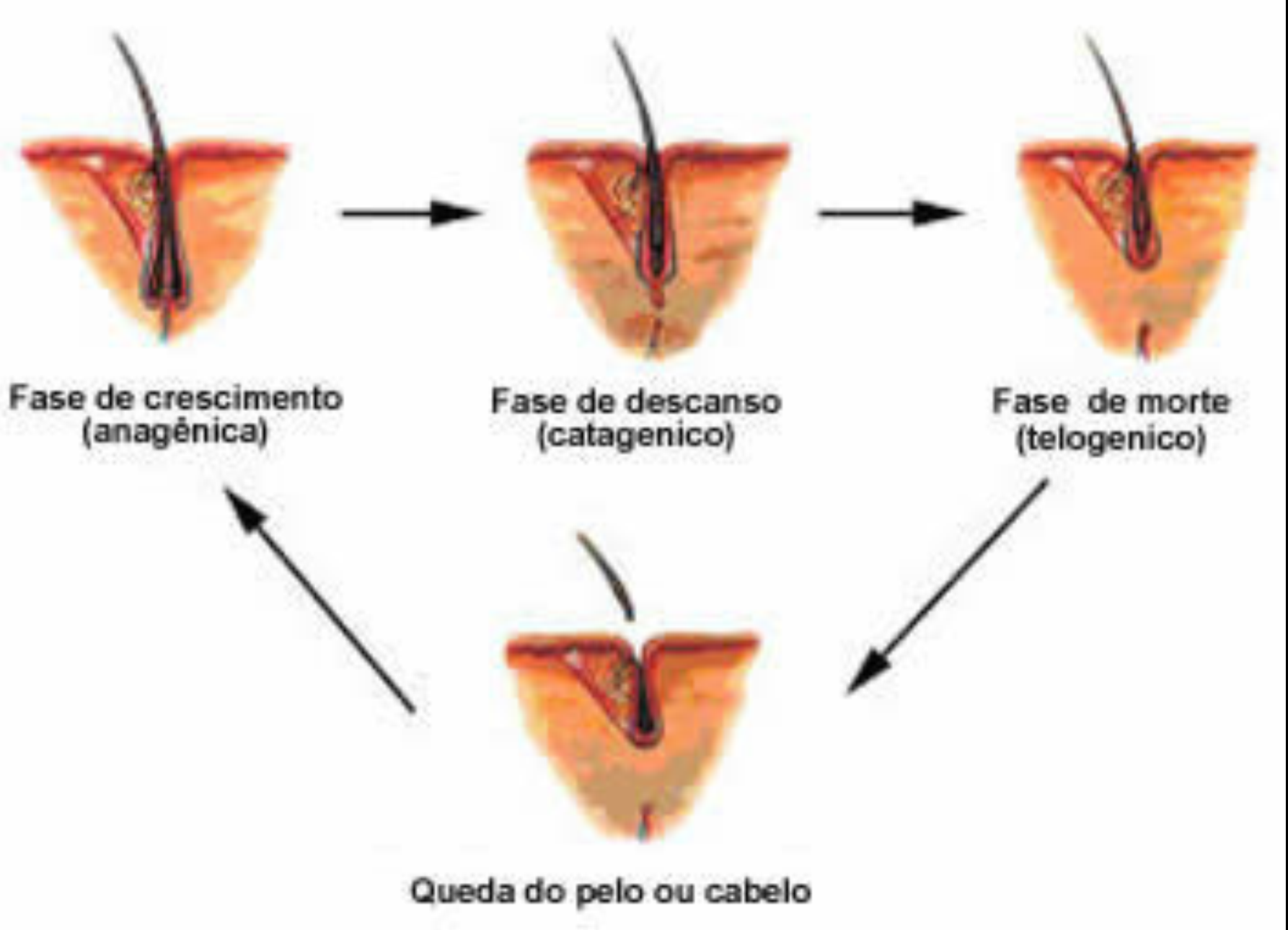 qual a quantidade de cabelo por cor